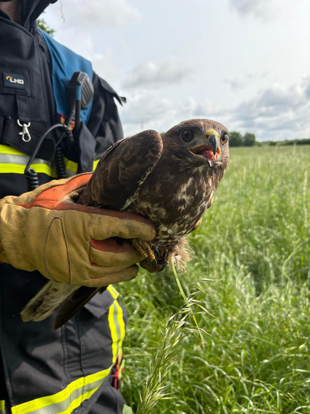 Bussard 001